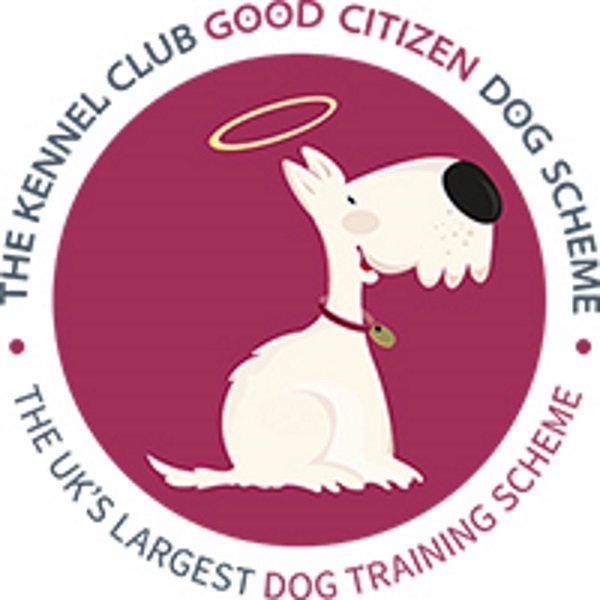 Puppy Training in Northwich by Kennel Club Registered Trainer The Well Heeled Dog Club